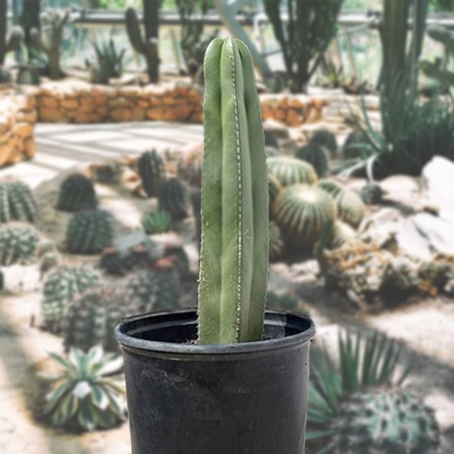 Amazon Cactus Outlet Mexican Fence Post Cacti Cactus Plants Live 12 18 Live Plants Indoor Outdoor Use Rare Large Live Cactus Landscape Ready Large Cactus Plant Live Delivered