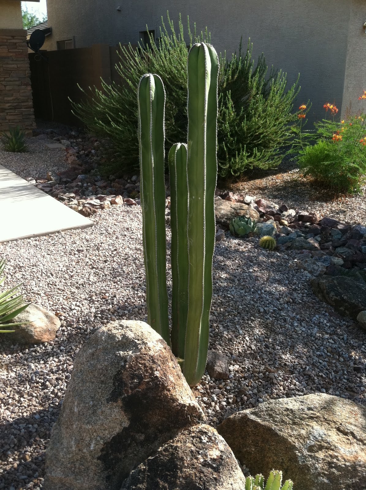 Arizona Landscaping I Am Cereus Two Interesting Arizona Cacti