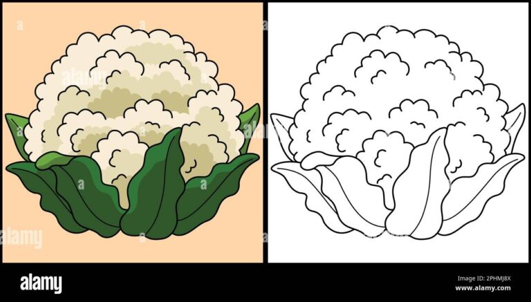 Cauliflower Vegetable Coloring Page Illustration Stock Vector Image Art Alamy