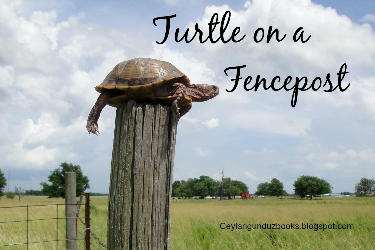 turtle on fence post