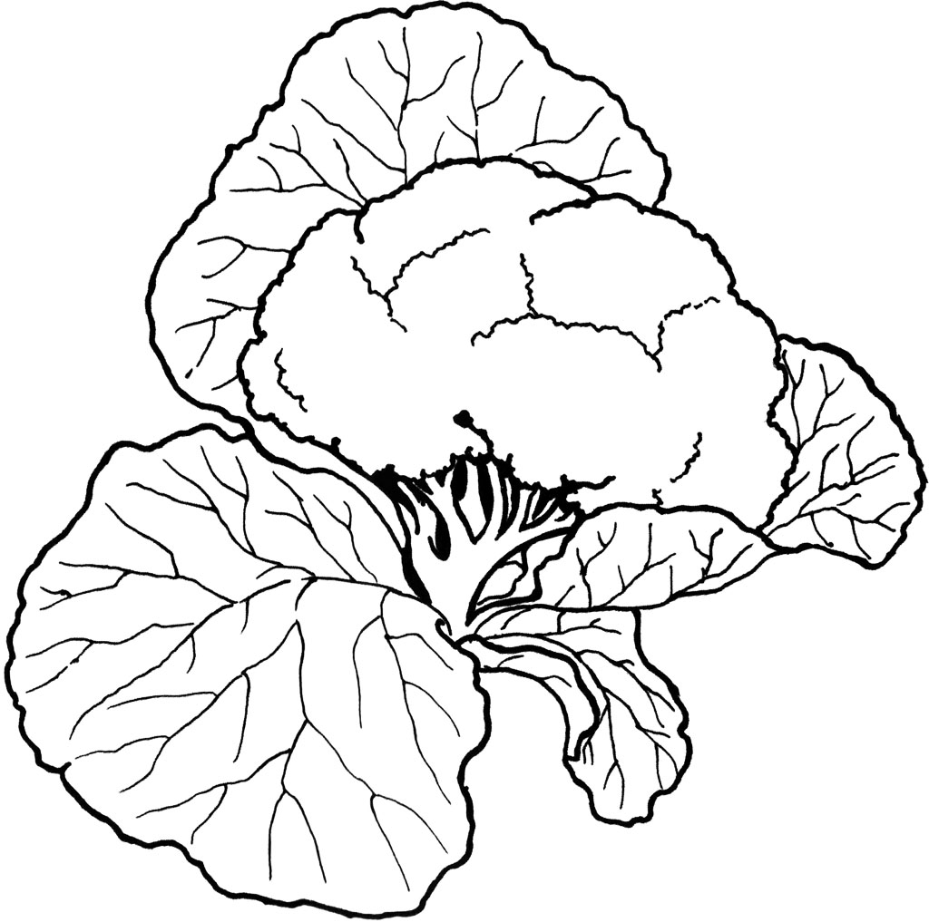 Coloring Pages Cauliflower Vegetable Coloring Pages