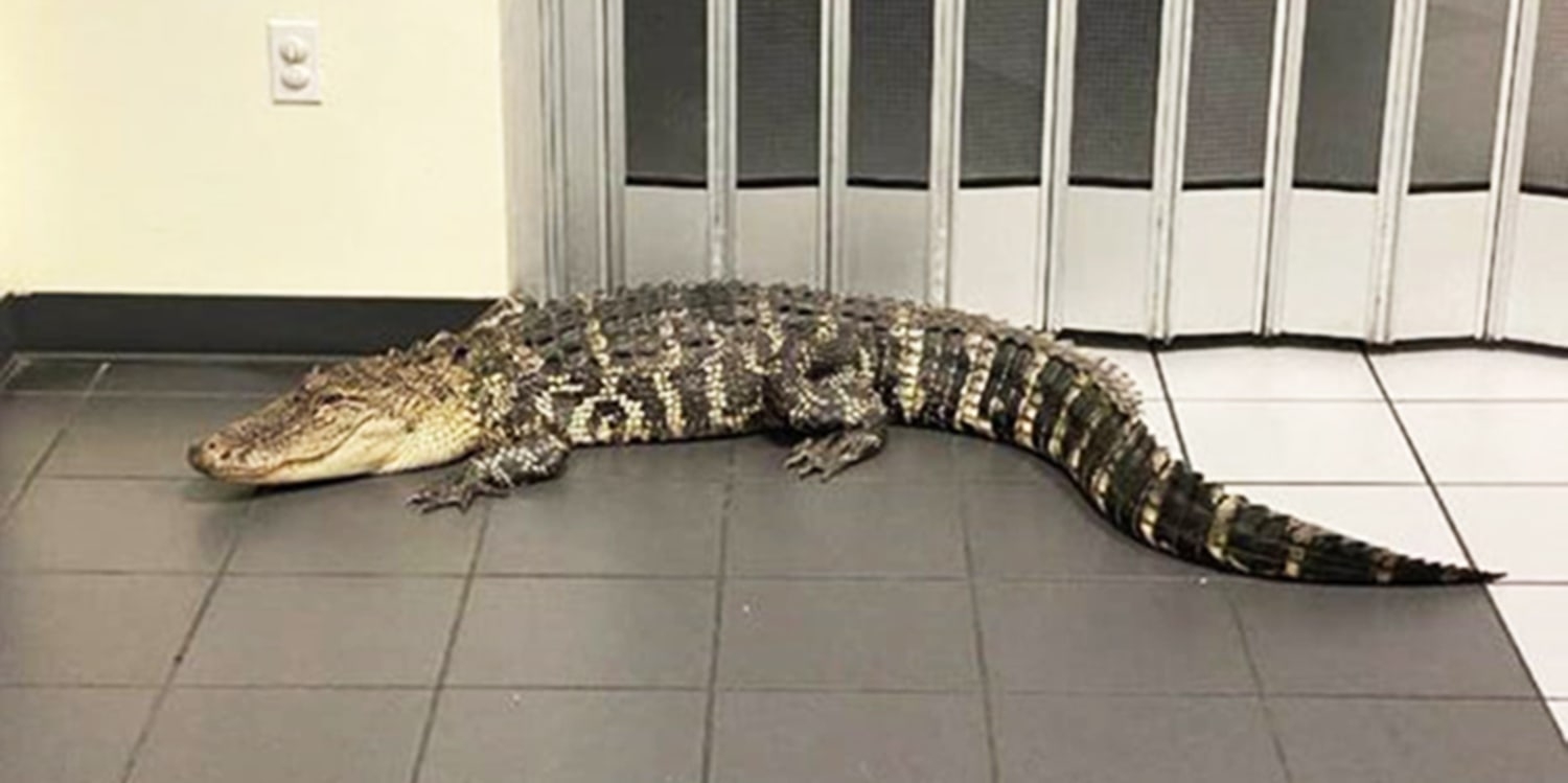 Customer Finds 7 foot Gator Inside Florida Post Office