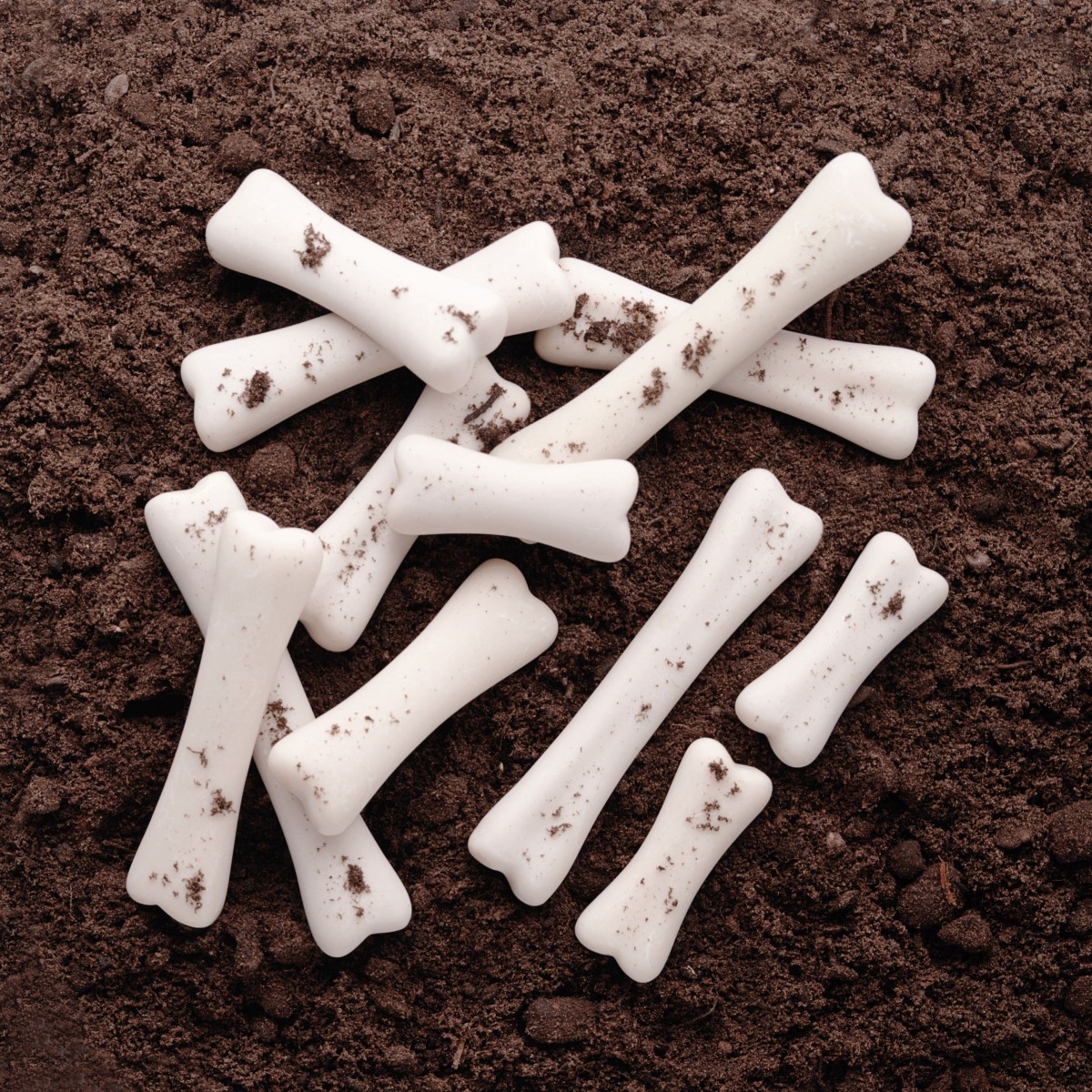 Dinosaur Bones Discovery Set 12 Bones To Sort And Order