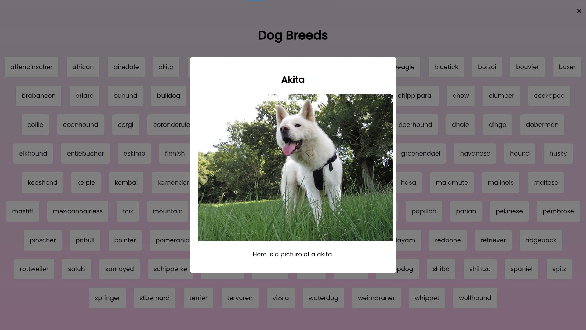 Dog Breed App Using HTML CSS And JavaScript With Source Code SourceCodester
