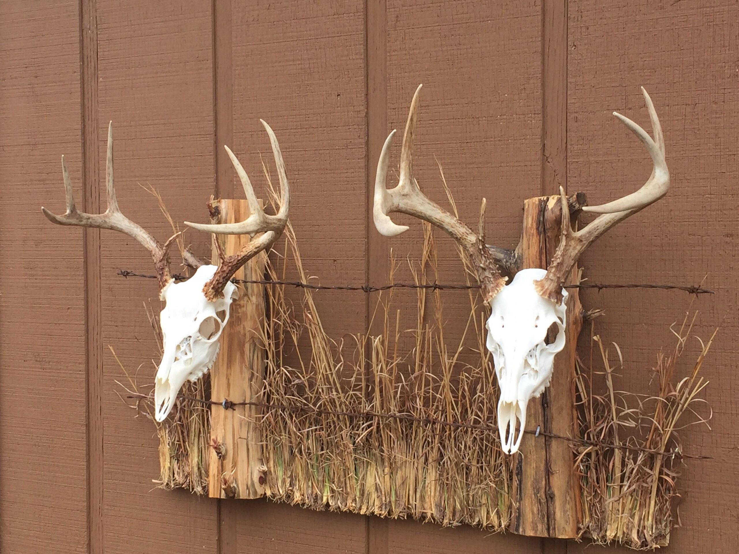 Double European Mount Deer Heads