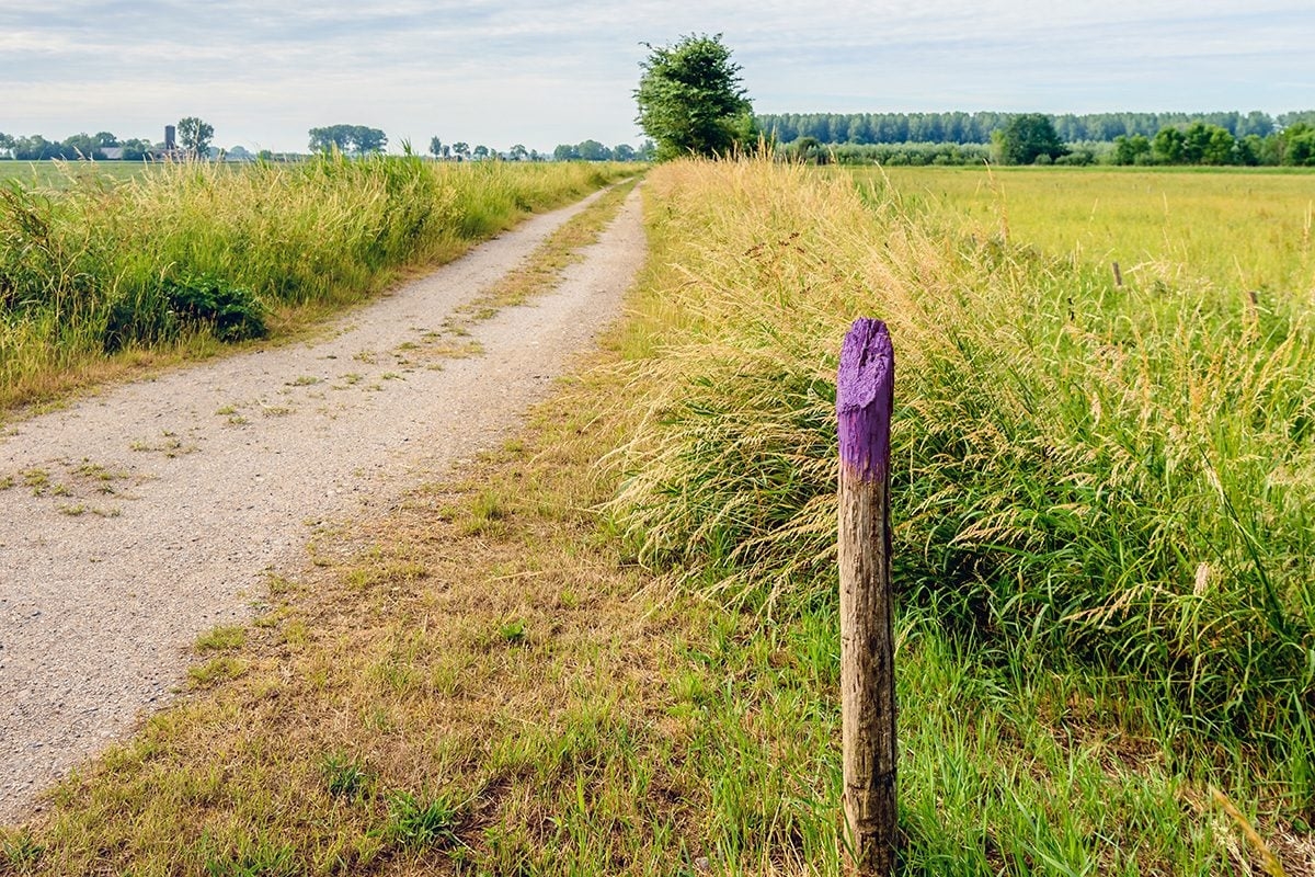Ever Seen A Purple Fence Here s What It Means Taste Of Home
