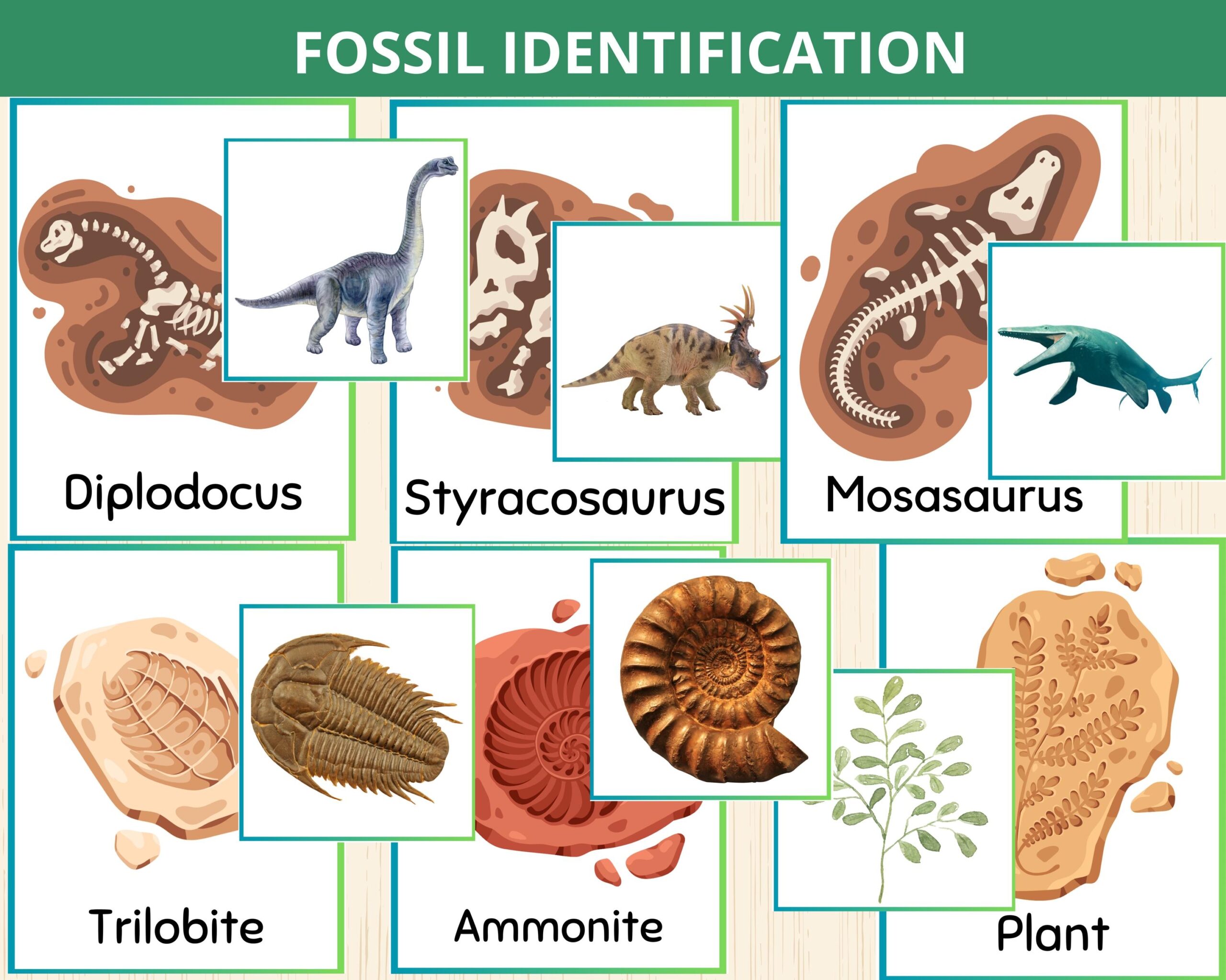 Fossil Identification Card dinosaur Fossil prehistoric Fossils fossil Matching dinosaurs Flashcards kids Science Activity dinosaur Preschool Etsy