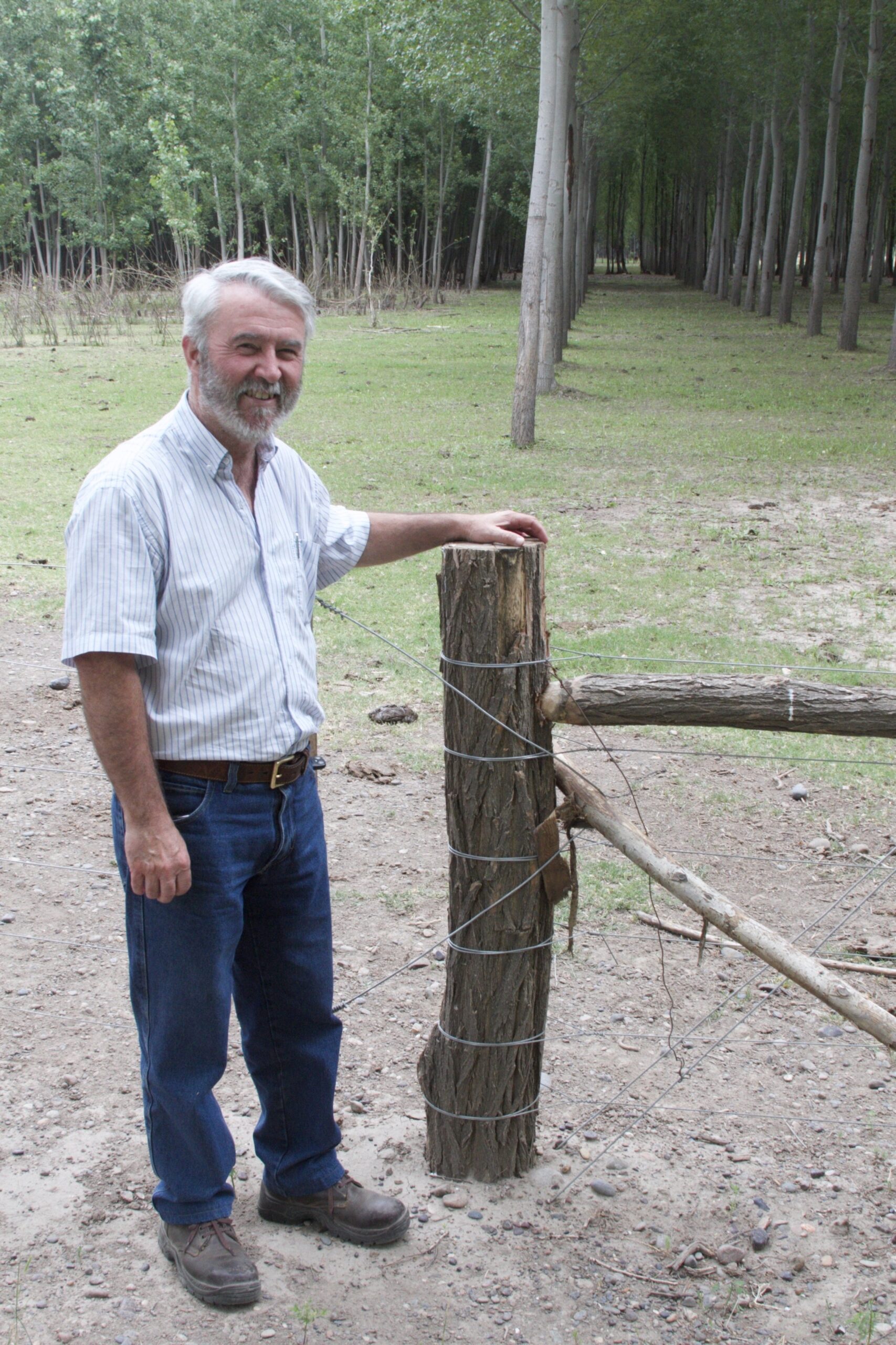 Growing Black Locust Fenceposts Propagate