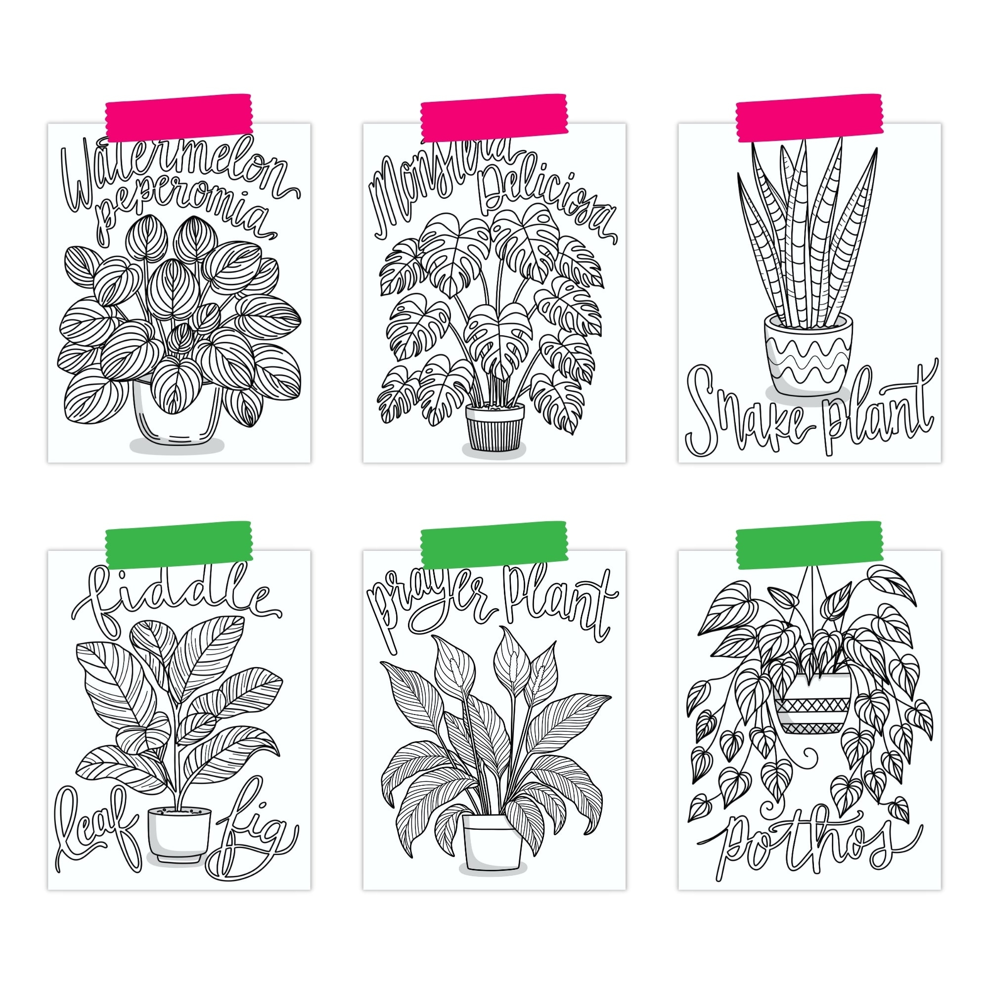 Houseplant Coloring Pages Pineapple Paper Co 