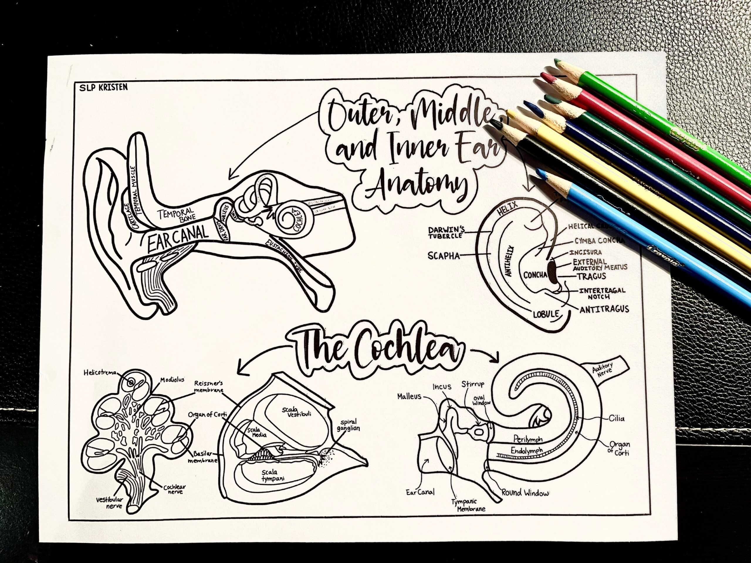 Inner Middle And Outer Ear Anatomy Coloring Page Etsy