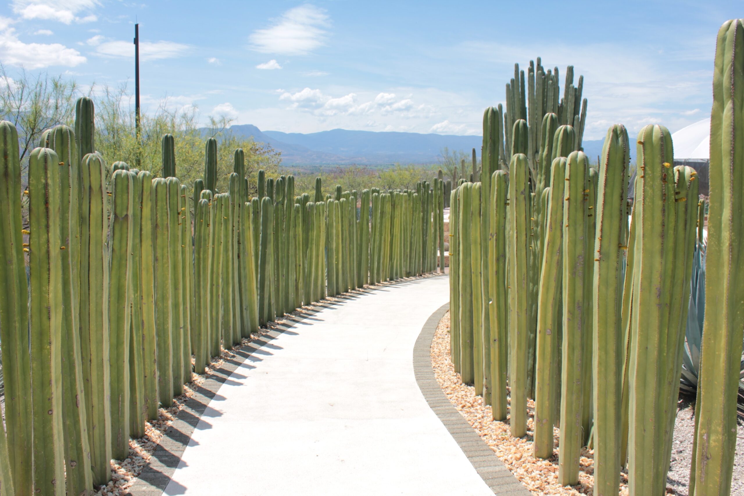 Lophocereus Marginatus Wikipedia