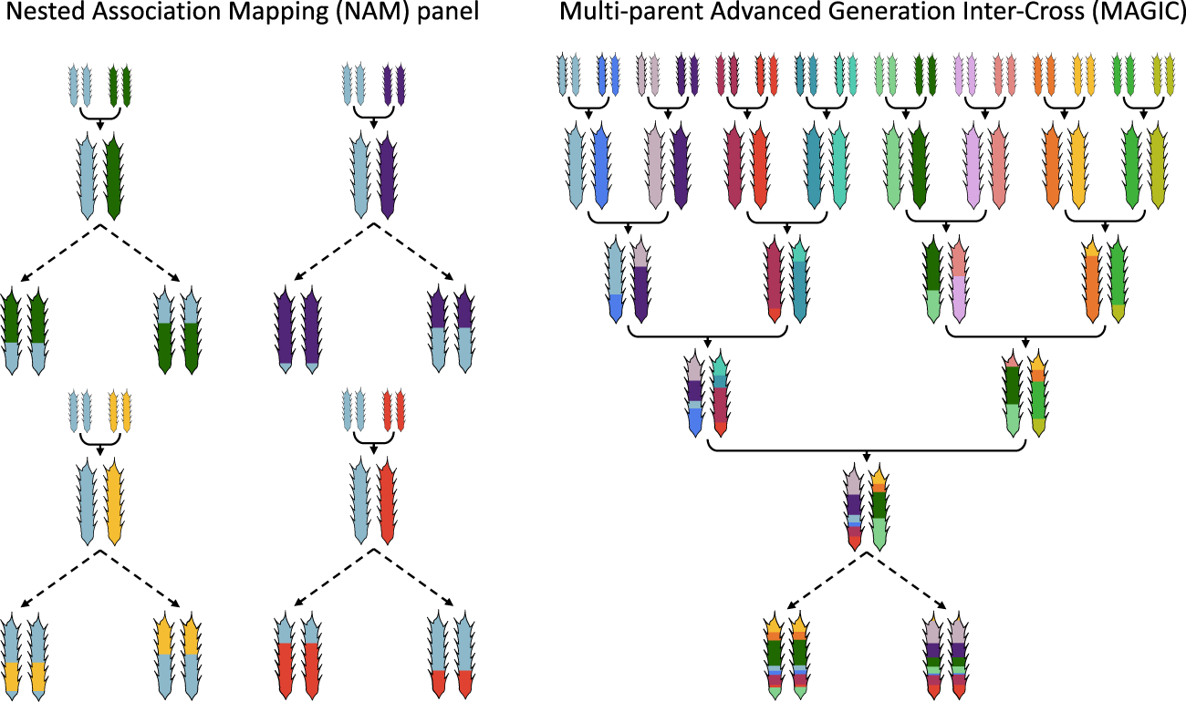 Multi parent Populations In Crops A Toolbox Integrating Genomics And Genetic Mapping With Breeding Heredity