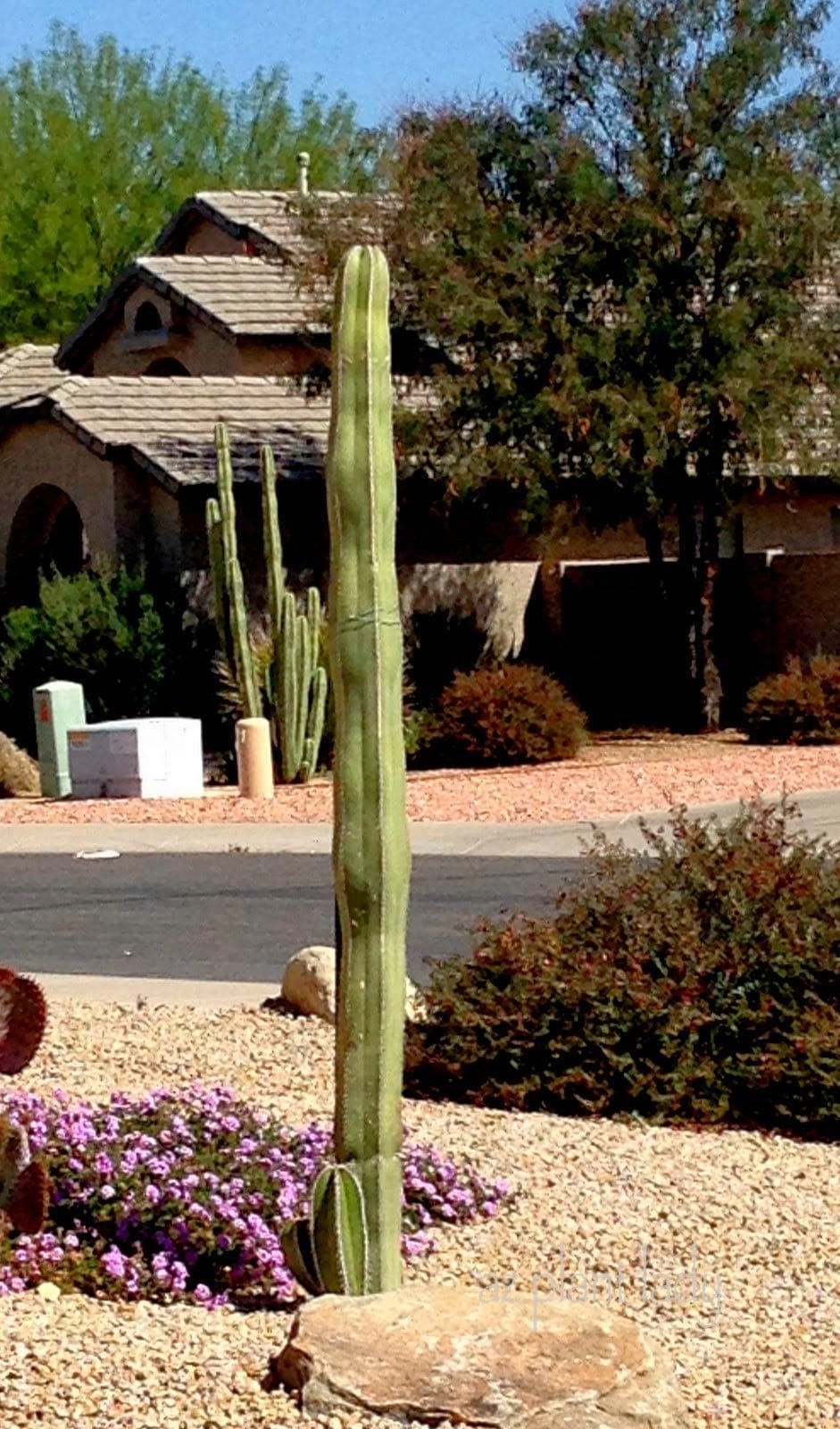 mexican fence post cactus