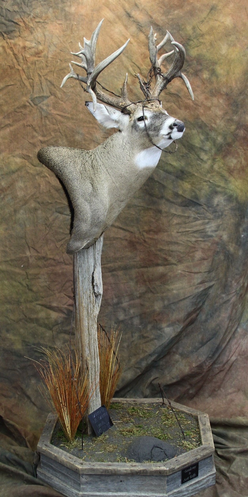Pedestal Mounts Stands Iowa Whitetail Forums