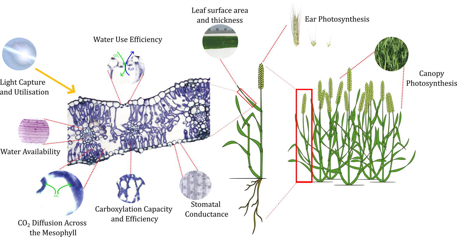 Progenitor Species Hold Untapped Diversity For Potential Climate responsive Traits For Use In Wheat Breeding And Crop Improvement Heredity