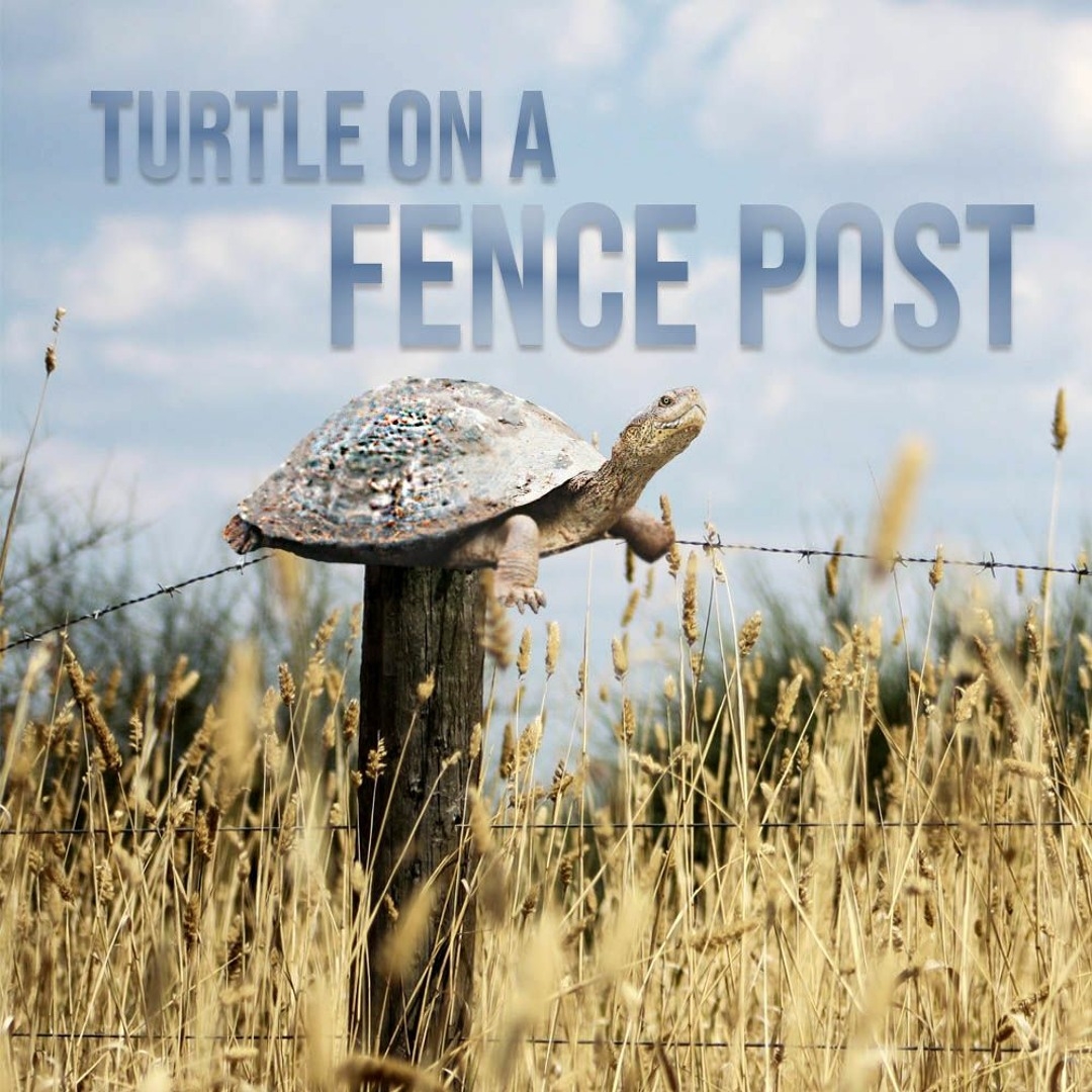 turtle on a fence post