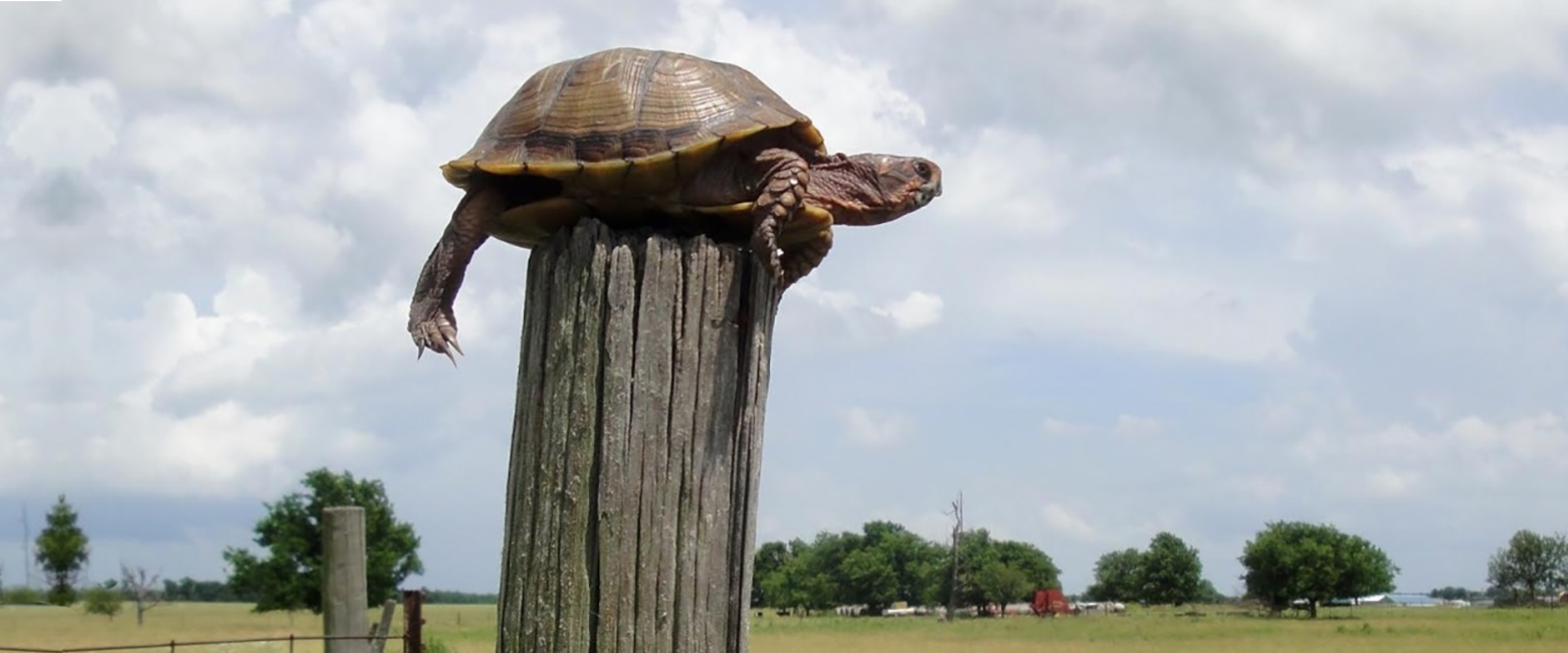 The Top Of The Fence Post Steve May