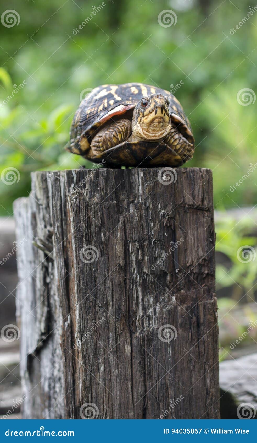 Turtle Fence Post Stock Photos Free Royalty Free Stock Photos From Dreamstime