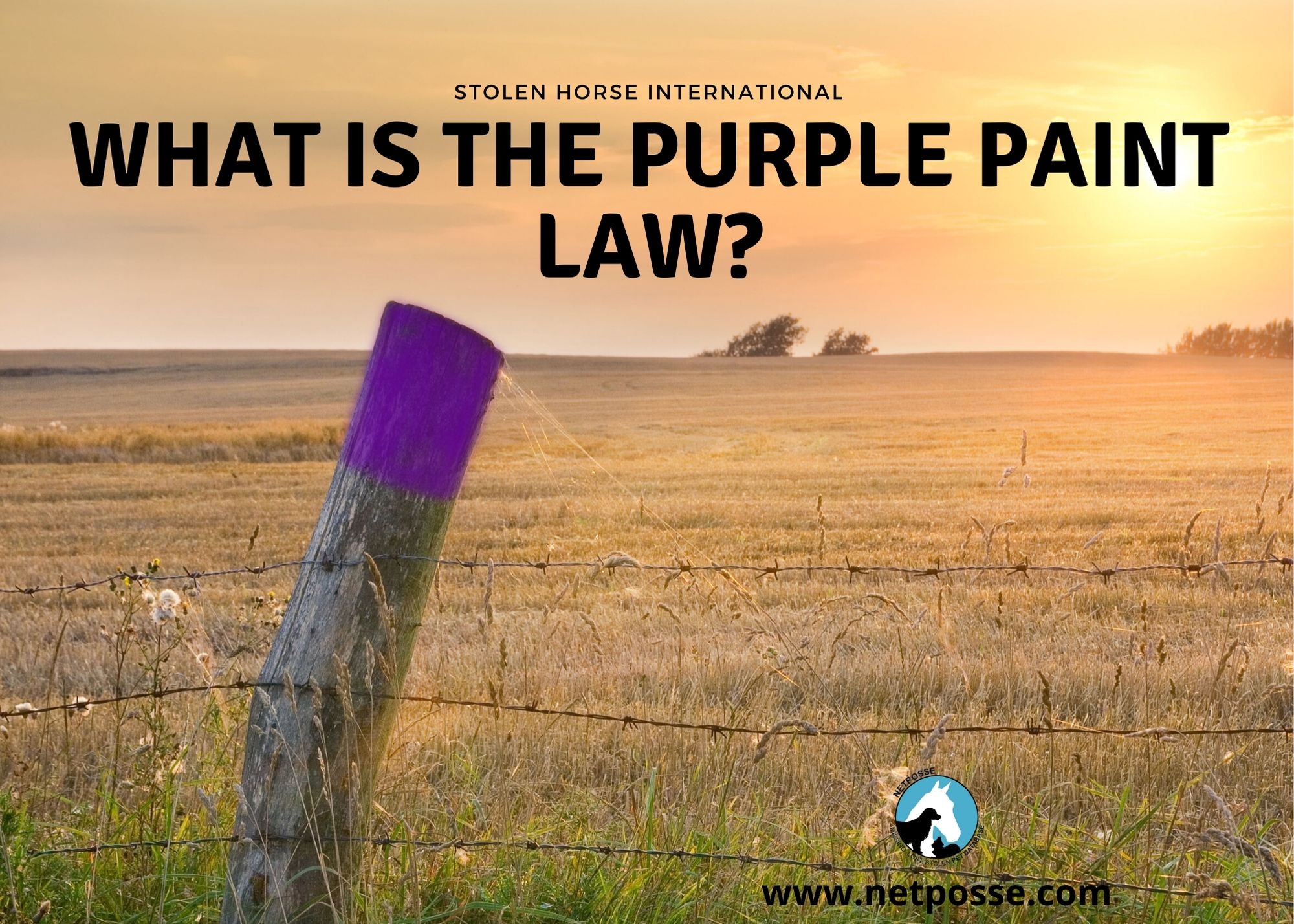 What Is The Purple Paint Law 