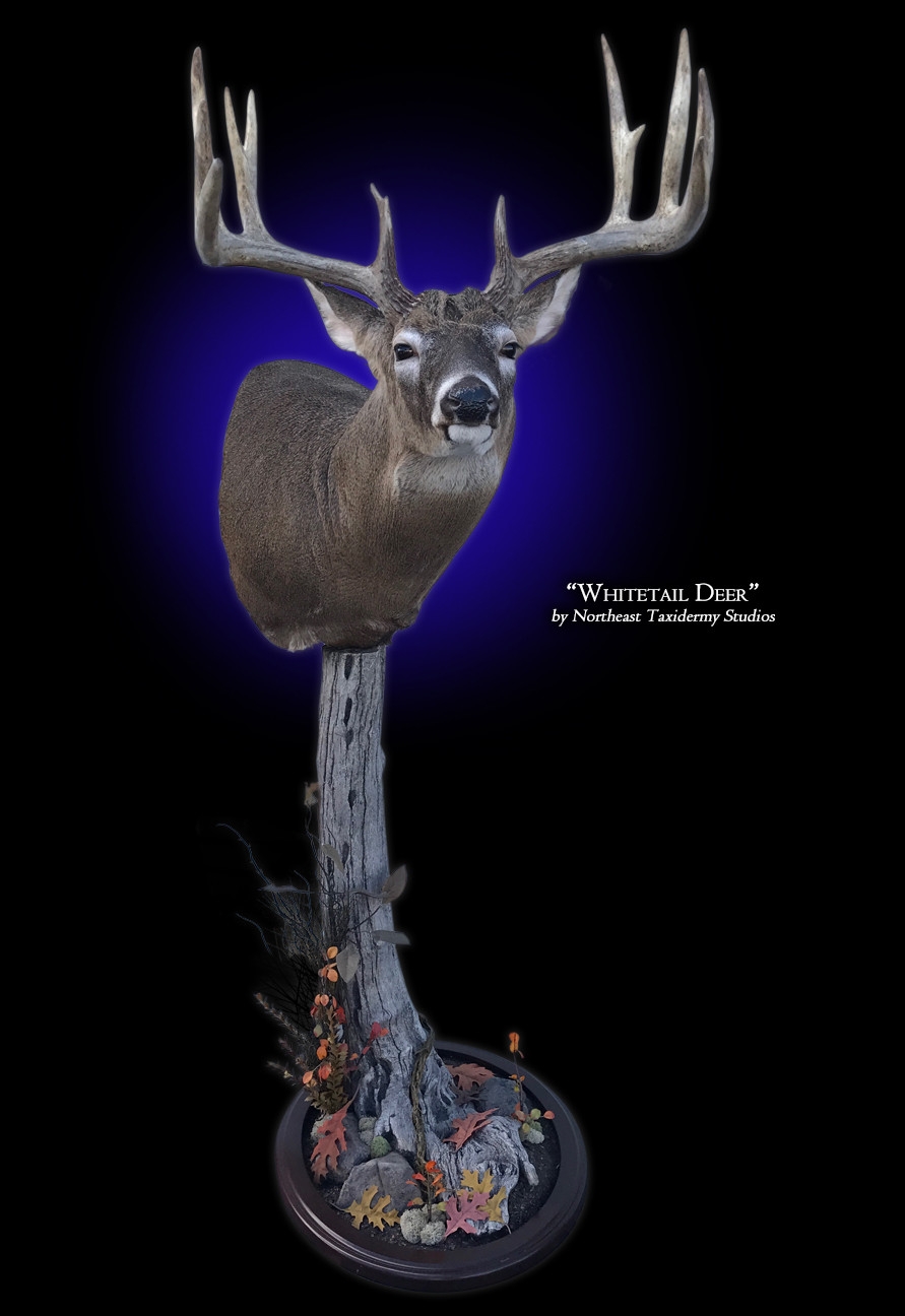 Whitetail Deer Mount Whitetail Deer Taxidermy