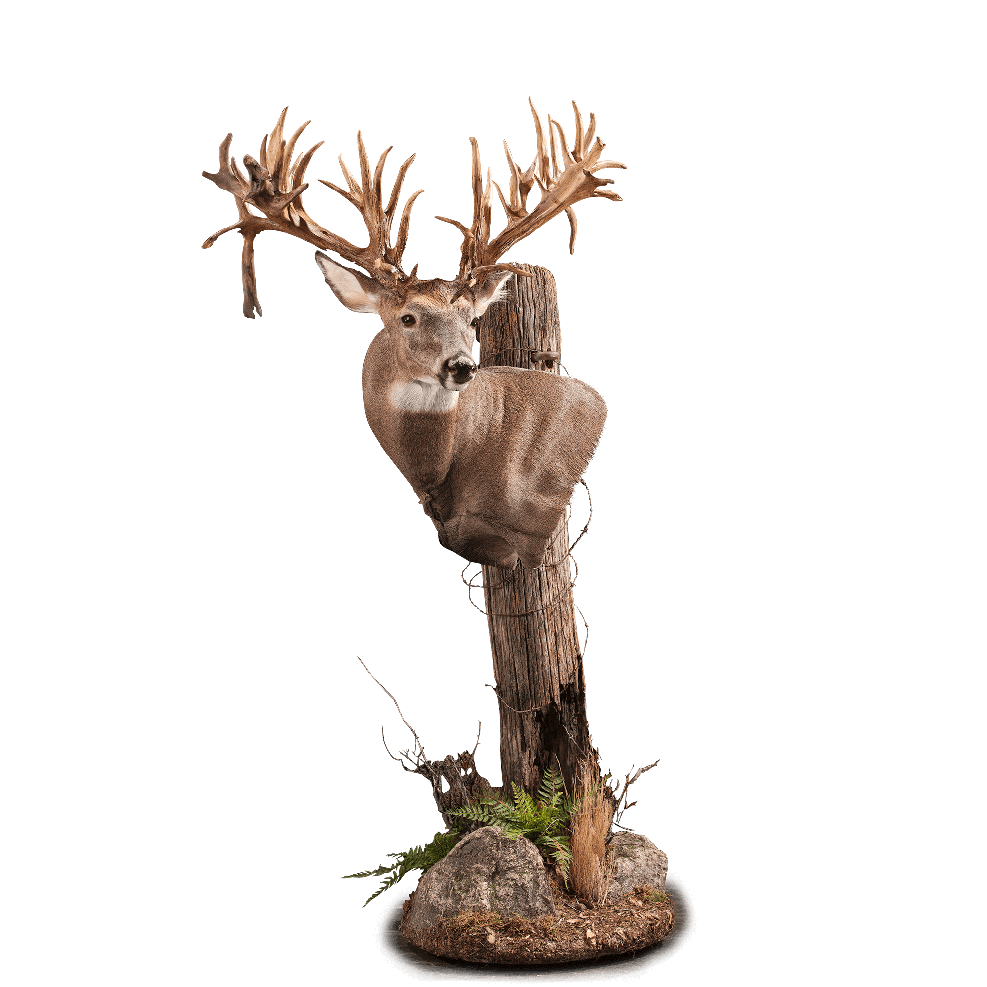 Whitetail WT122 Our Work Kanati Studio