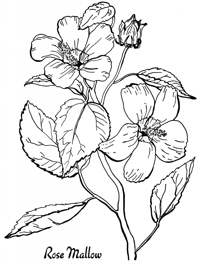 print flower coloring pages print flower coloring pages