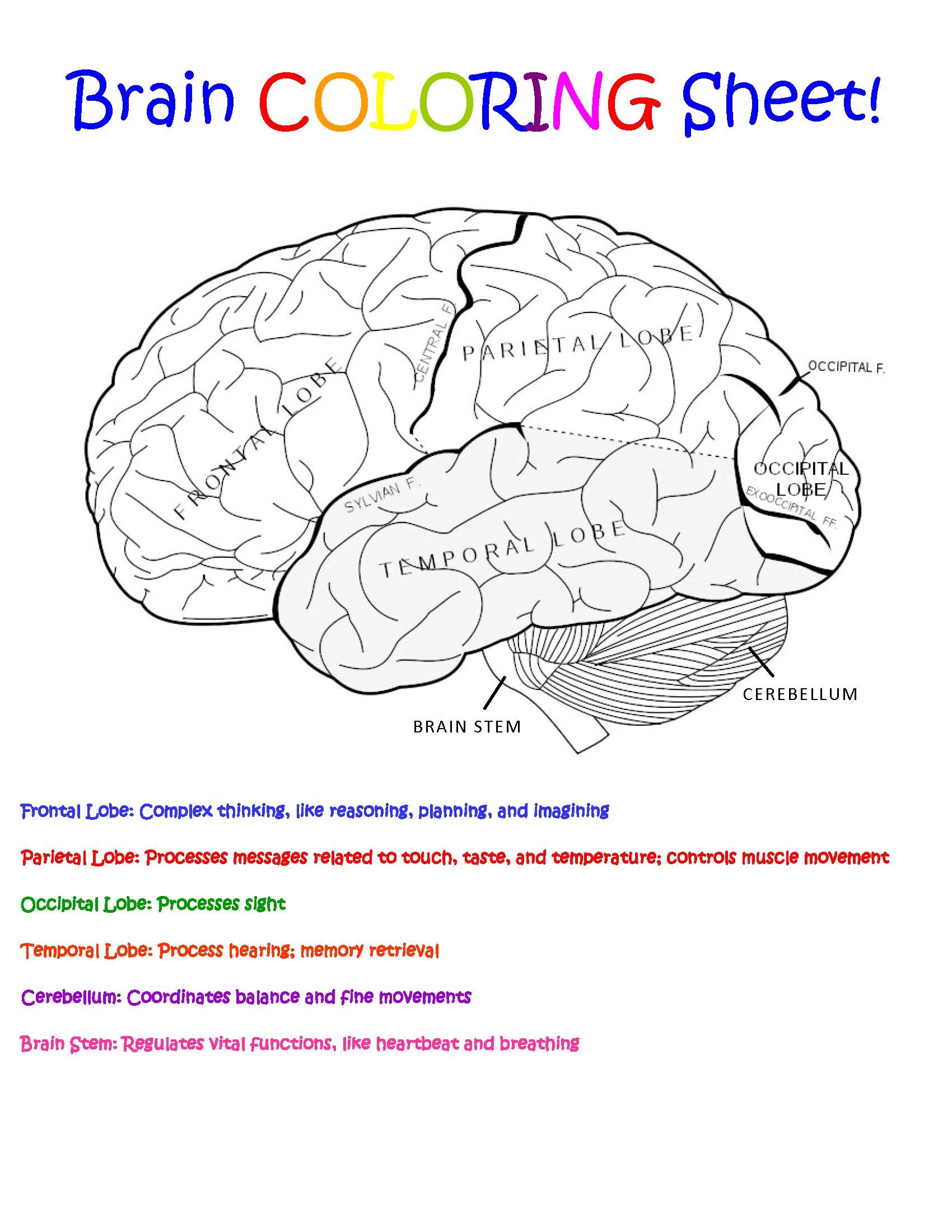 Brain Coloring Sheet Cohen Lab