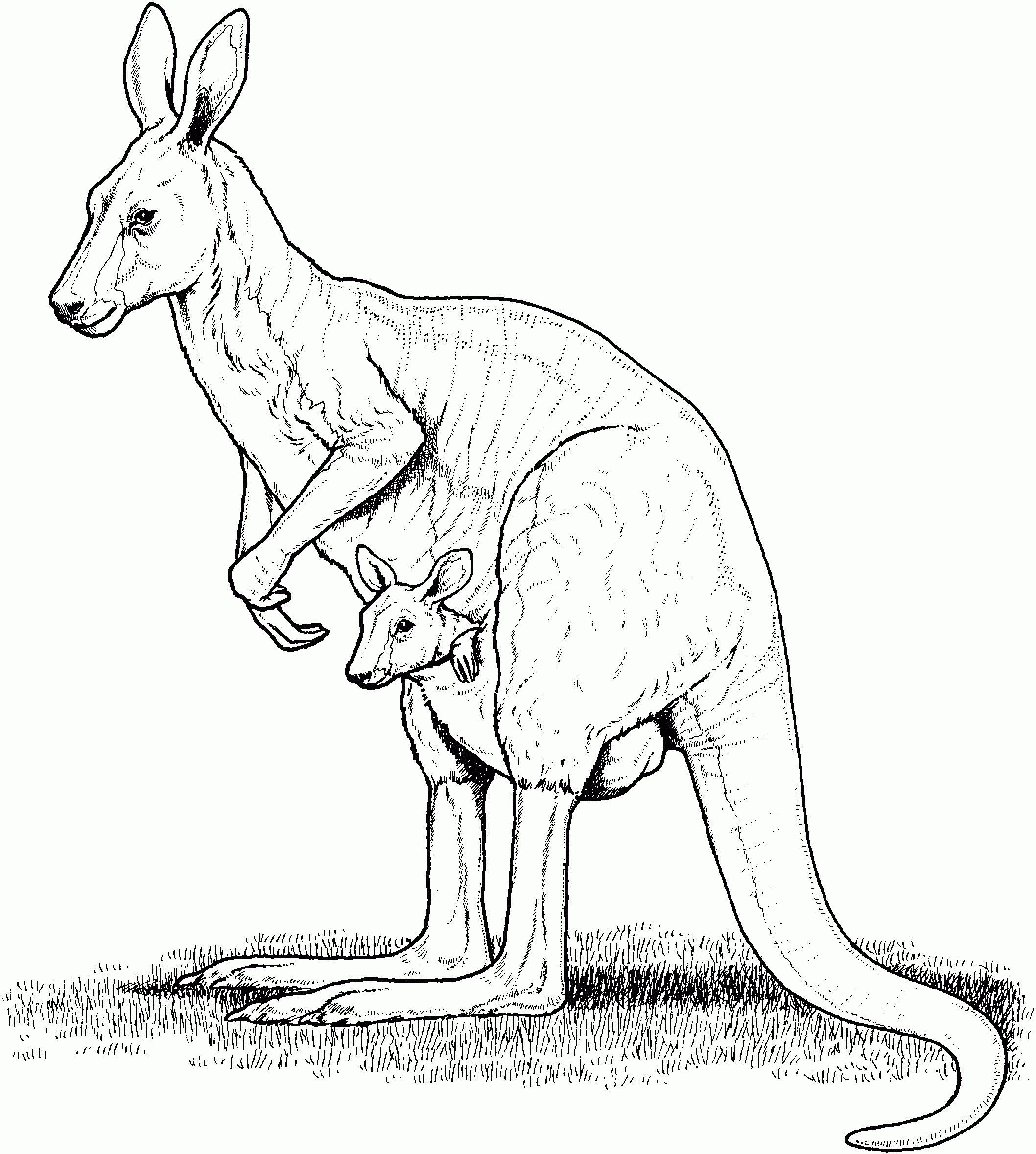 Free Kangaroo Coloring Pages Free Kangaroo Coloring Pages