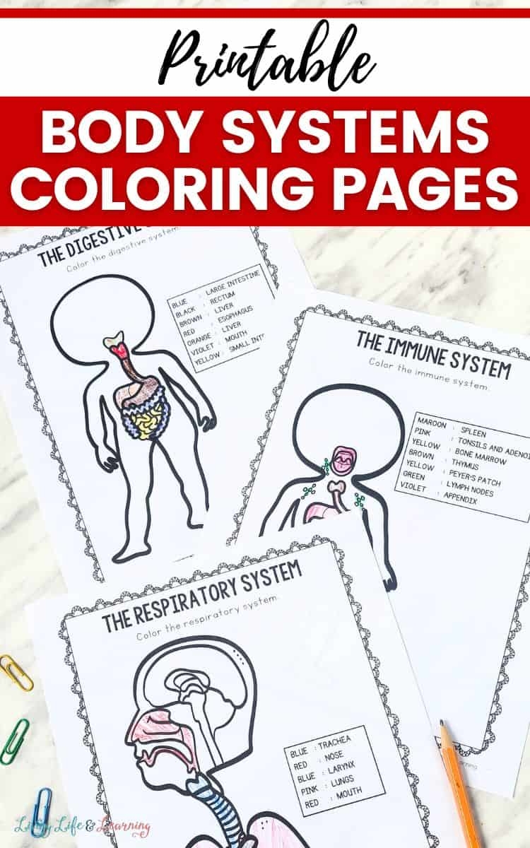 Printable Body Systems Coloring Pages For Learning Fun Printable Body Systems Coloring Pages For Learning Fun