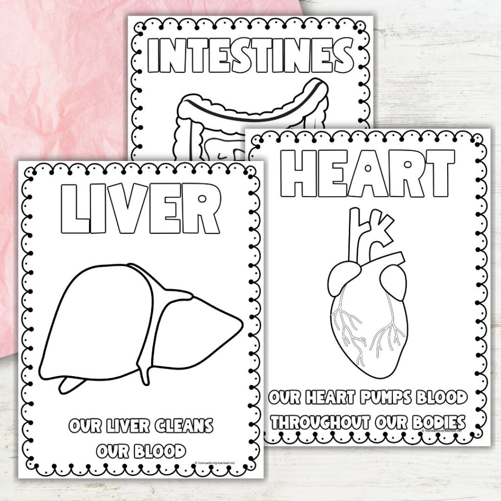 springtime coloring pagesfree printable anatomy worksheets pdf springtime coloring pagesfree printable anatomy worksheets pdf