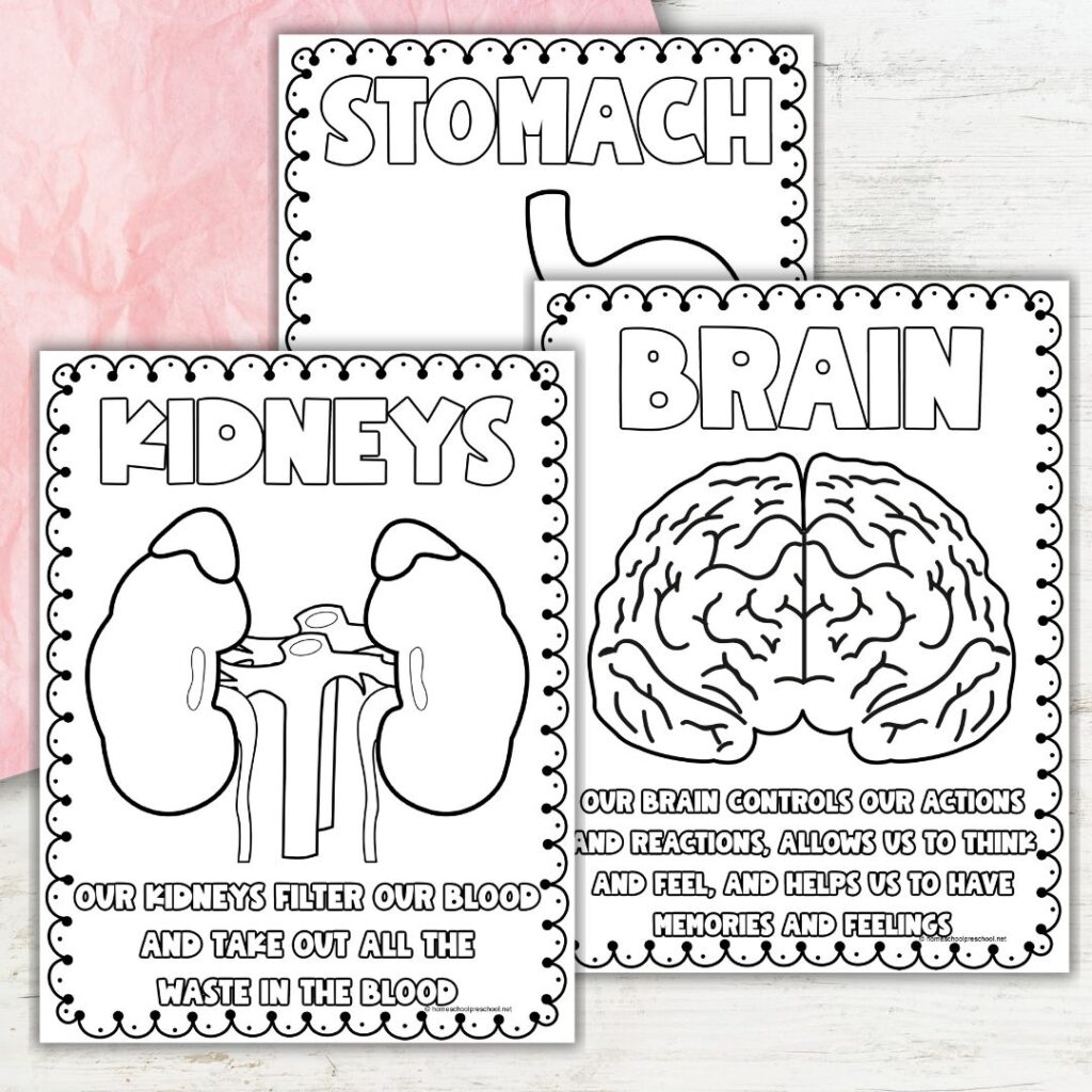 Printable Human Body Organs Coloring Pages For Fun Learning Printable Human Body Organs Coloring Pages For Fun Learning