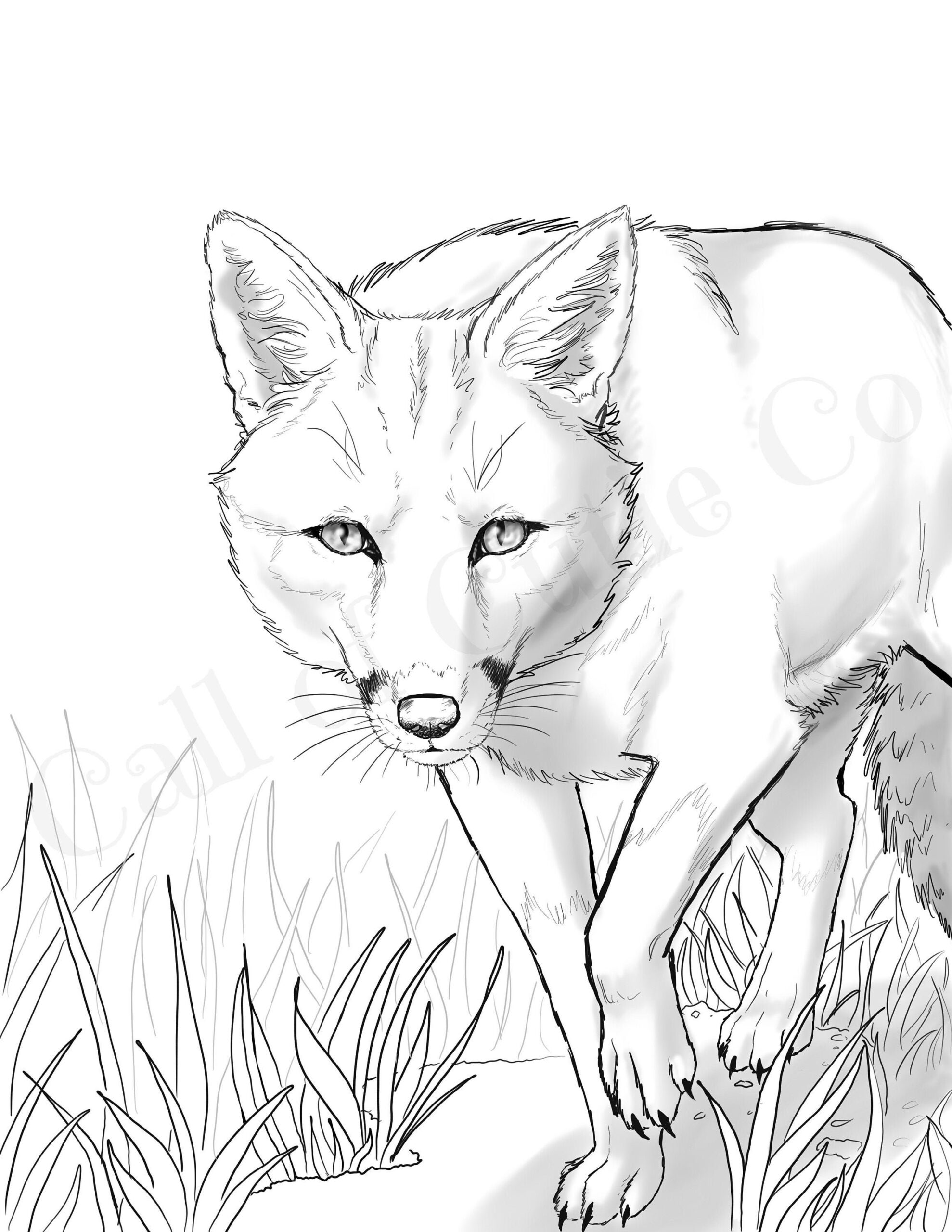 fox colouring in pages