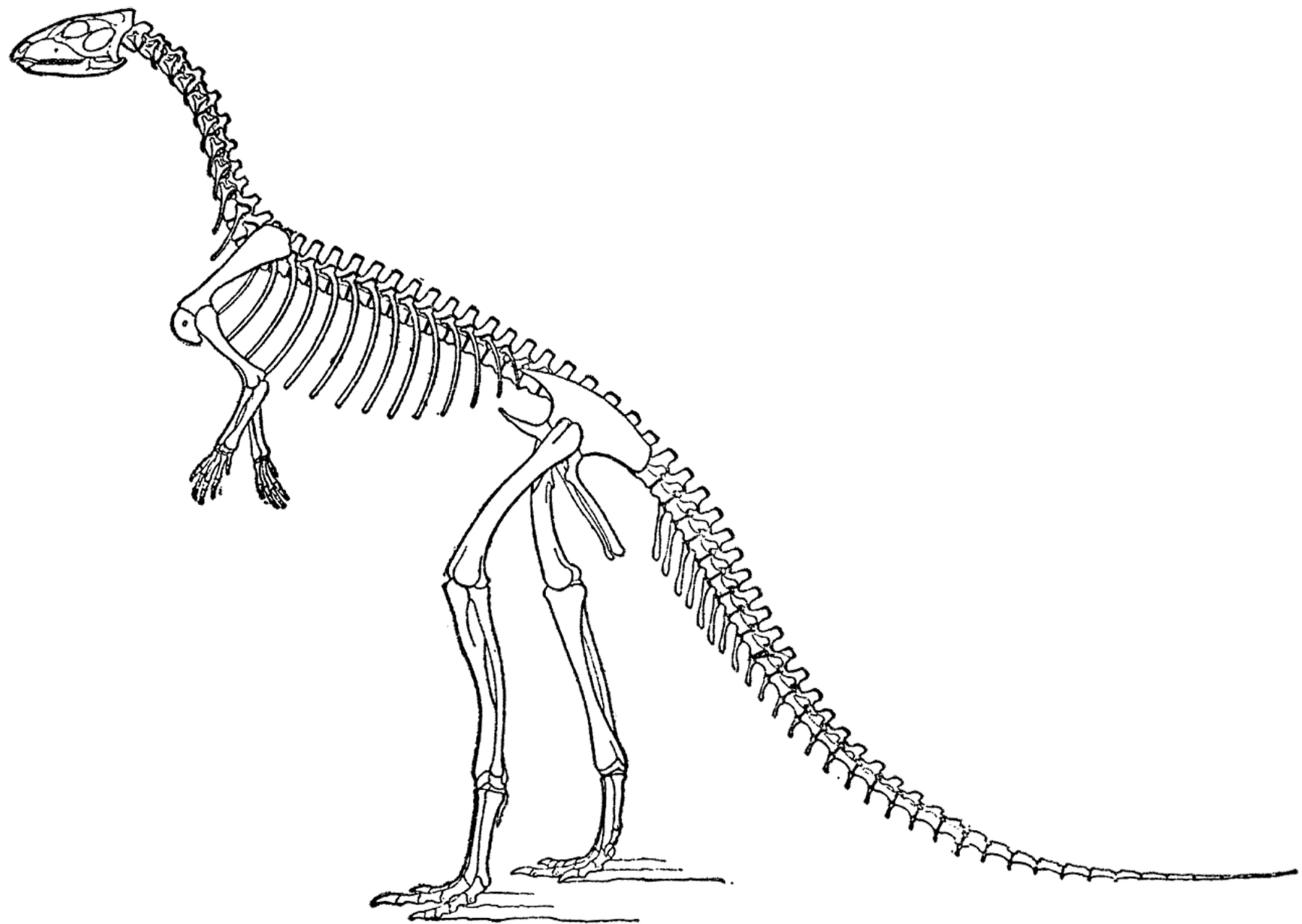 clipart of a dinosaur clipart of a dinosaur