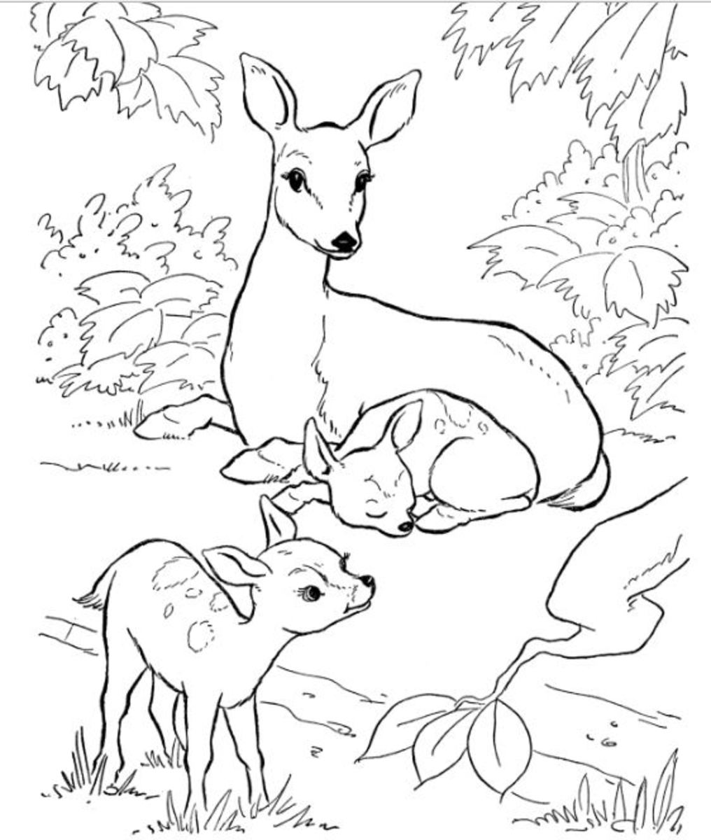 printable coloring pages of nature printable coloring pages of nature