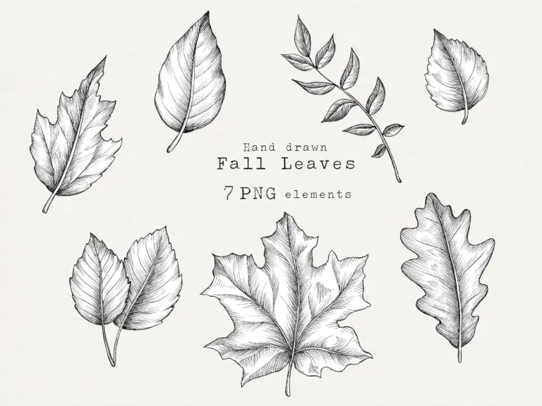 Hand drawn Autumn Leaves Clip Art Botanical Line Art PNG Download Etsy