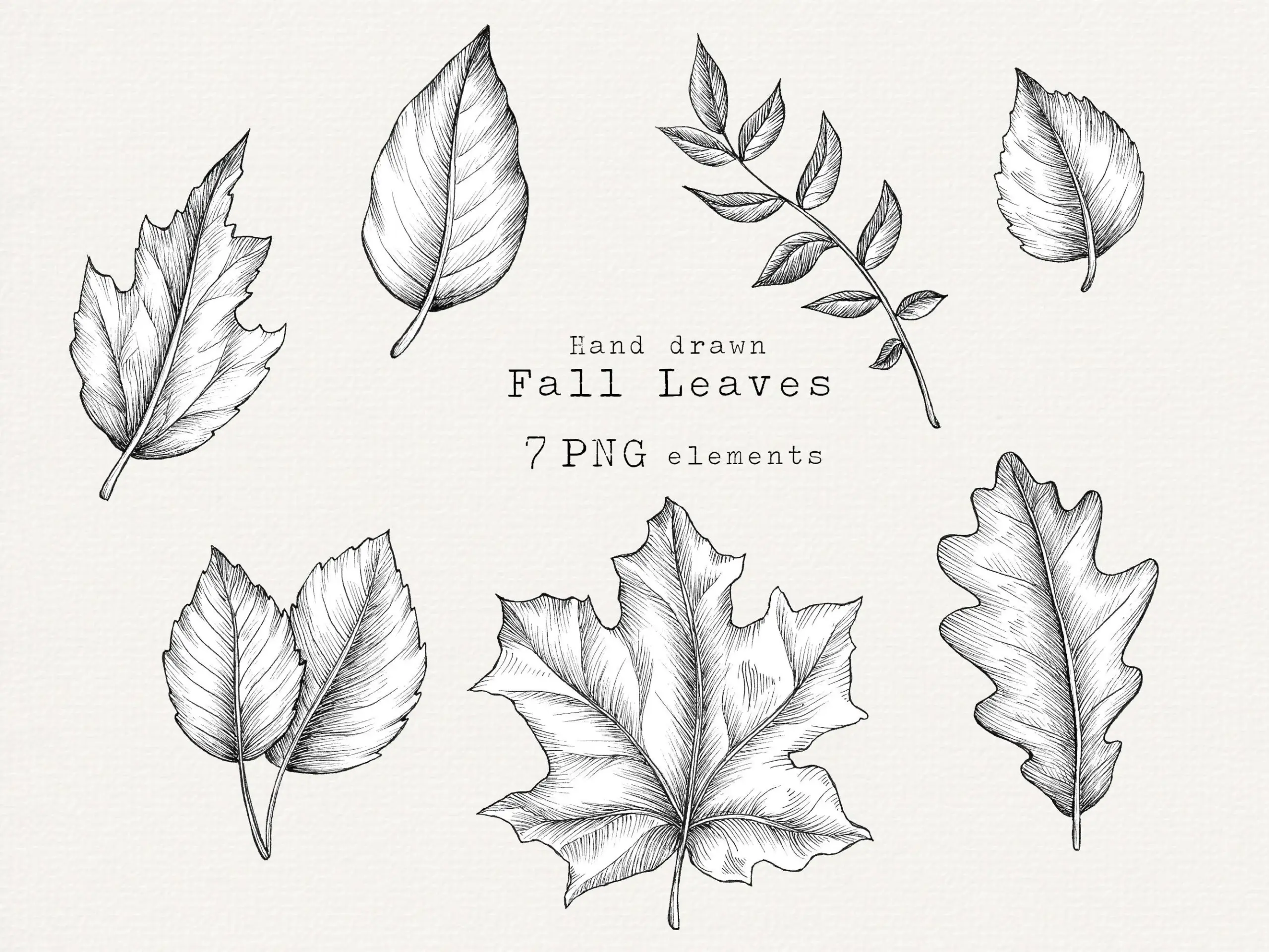 drawings of autumn leaves drawings of autumn leaves