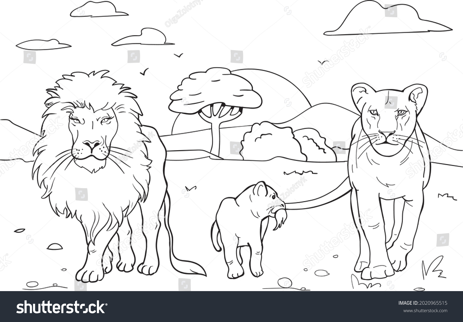 pictures to color of lions pictures to color of lions
