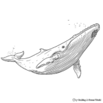 Realistic Whale Coloring Pages Free Printable 