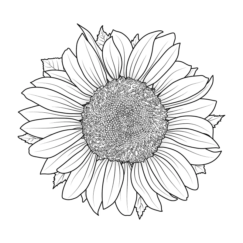 Sunflower Coloring Stock Illustrations 2 433 Sunflower Coloring Stock Illustrations Vectors Clipart Dreamstime Sunflower Coloring Stock Illustrations 2 433 Sunflower Coloring Stock Illustrations Vectors Clipart Dreamstime