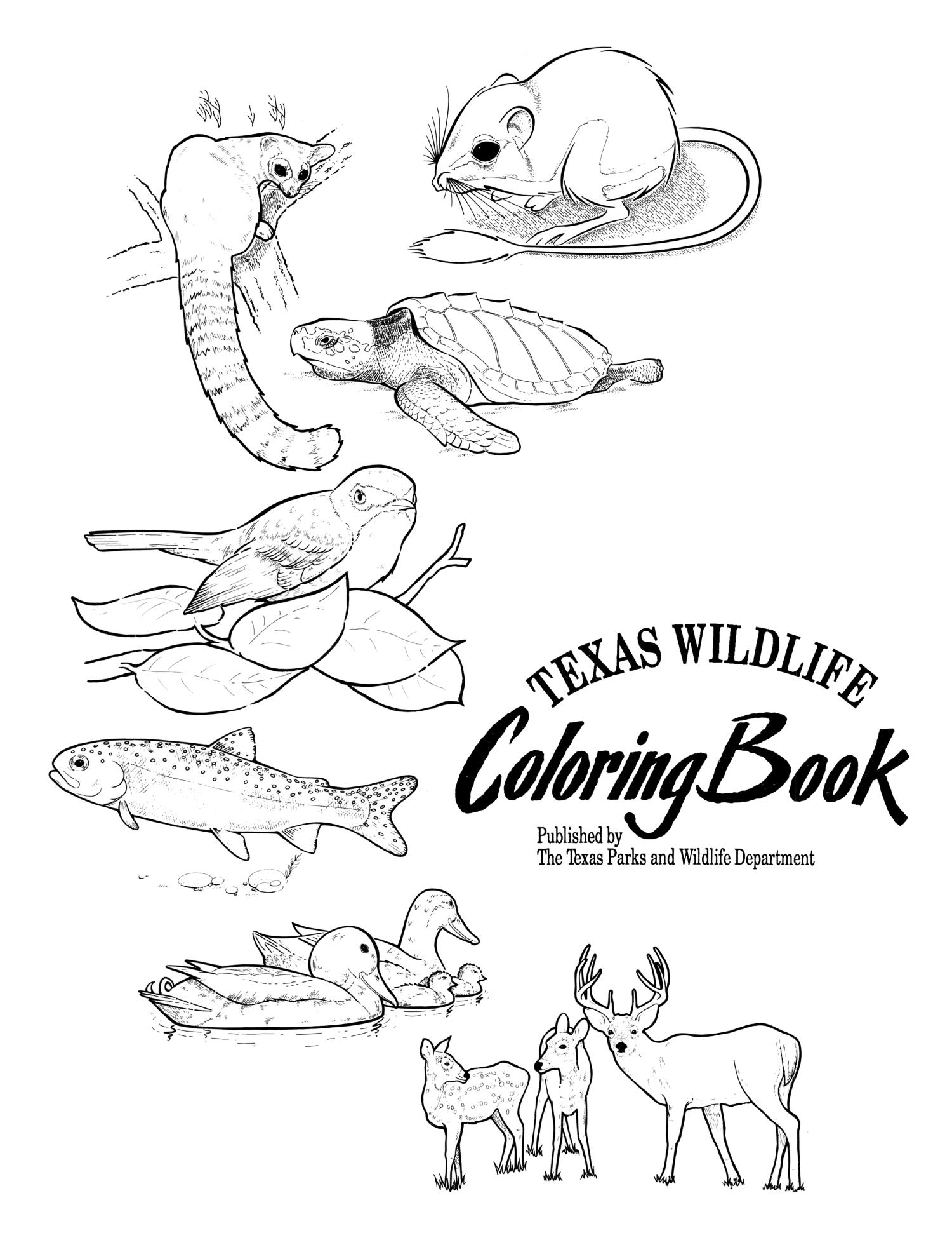 wildlife pictures to color wildlife pictures to color