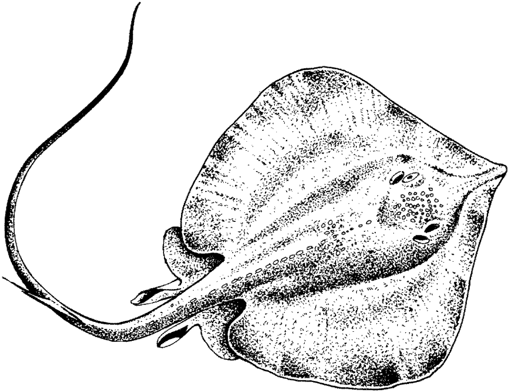 Finished stingray coloring page displayed for discussion